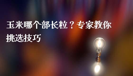 玉米哪个部长粒？专家教你挑选技巧_https://m.qdlswl.com_恒生指数直播喊单_第1张